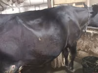 Vaca, Aberdeen-Angus — foto 5