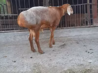 Baran, Saryarka sheep — zdjęcie 2