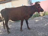Krava, Skot — foto 7