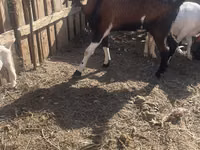 ஆண் வெள்ளாடு, Nubian Goat — புகைப்படம் 2