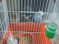 Dalmatin və mavi tonlarda iki cüt dalğıç (hulland) büdcə papuqayı — Foto 1