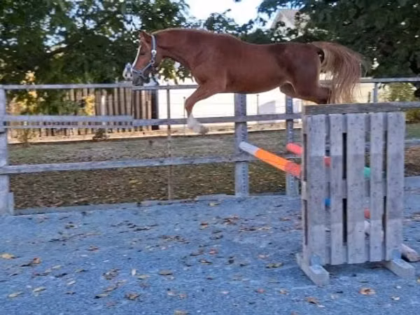 Cheval, Welsh Cob