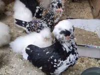 Chickens — الصورة 6