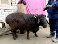 ஆண் ஆடு, ஆடுகள் — புகைப்படம் 3