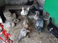 Ducks — foto 3