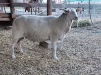 雌羊, Lacaune sheep — 写真 8