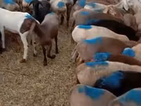 ஆண் ஆடு, Rhon sheep — புகைப்படம் 1