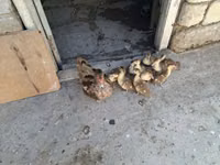 Ducks — foto 1