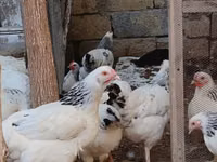 Chickens — foto 1