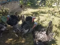 Turkeys — foto 3