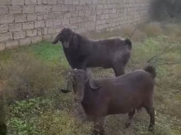 Bode, Cabras
