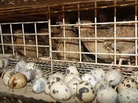 Premix pentru prepelițe ouătoare cu stimulator natural — foto 3