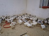 Chickens — foto 3