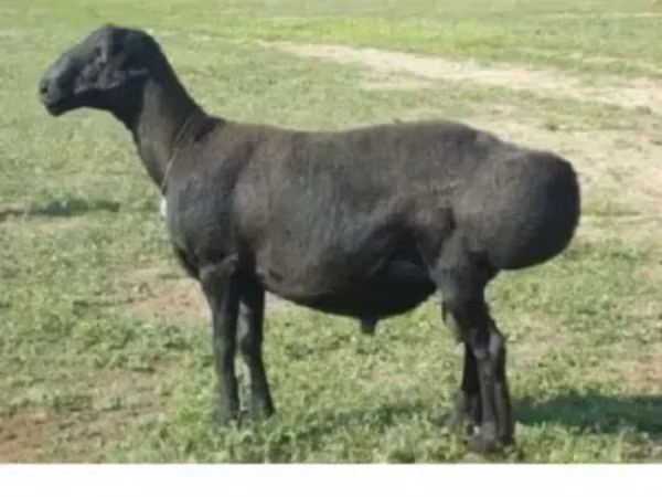 Brebis, Edilbay sheep