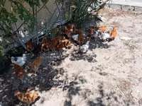 Chickens — zdjęcie 1