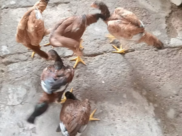 Chickens