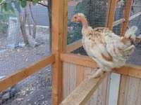 Chickens — الصورة 1