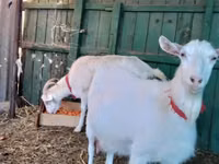 Koza, Saanen goat — foto 4