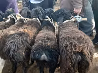 Koç, Hissar sheep — foto 5