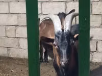 Cabra, Alpine goat — foto 6
