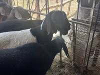 كبش, Rhon sheep — الصورة 4