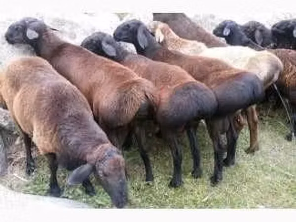 Ovce (šarže, pohlaví neuvedeno), Ovce