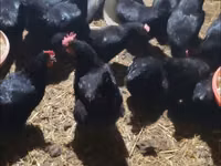 Chickens — Foto 2