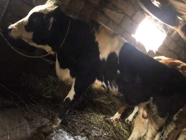 Býk, Russian Black pied cattle