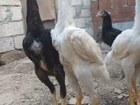 Chickens — zdjęcie 3