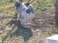 Brahma — foto 3