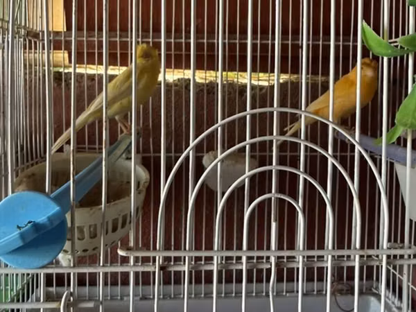 Cut bulbul satilir. Saglam quslardi. Qefesle birlikde 120azn. Qefessiz