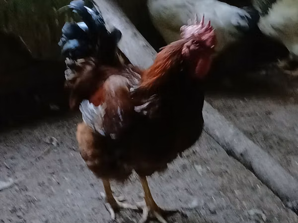 Chickens