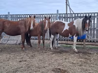 Jument, Chevaux — photo 2