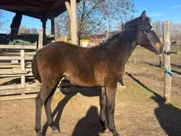 குதிரை, Hungarian horse breed