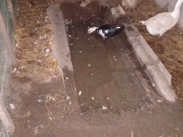 Ducks — أذربيجان