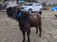თხა, თხები — ფოტო 4