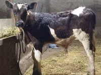 Býk, Simmental cattle — foto 1