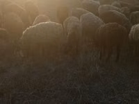 雄羊, 羊 — 写真 7