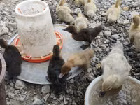 Ducks — foto 1