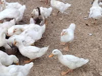 Deutscher Pekin — Foto 2
