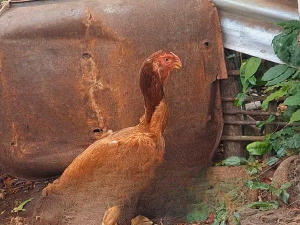Chickens