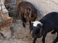 Cabras (lote, sexo no especificado), Cabras — foto 1