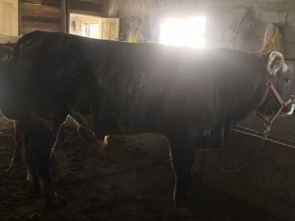 Taureau, Swiss cattle
