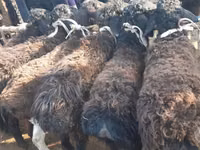 Koç, Hissar sheep — foto 3