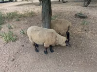 Koç, White Suffolk sheep — foto 2