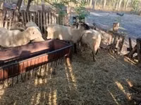 Bélier, Moutons — photo 5