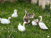 Geese — zdjęcie 2