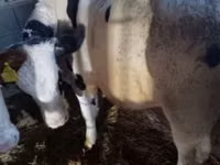 Byk, Russian Black pied cattle — zdjęcie 7