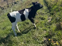 பசு, Russian Black pied cattle — புகைப்படம் 3