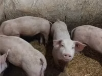 Knur, Świnie — zdjęcie 7